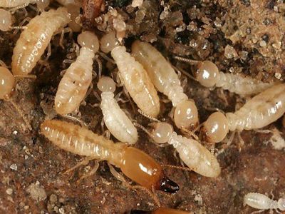 fumigacion de termitas